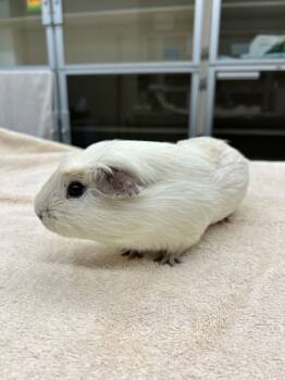 Rescue Guinea Pig Guinea Pigs for Adoption in Bellevue, Washington - Pinhead | PetCurious